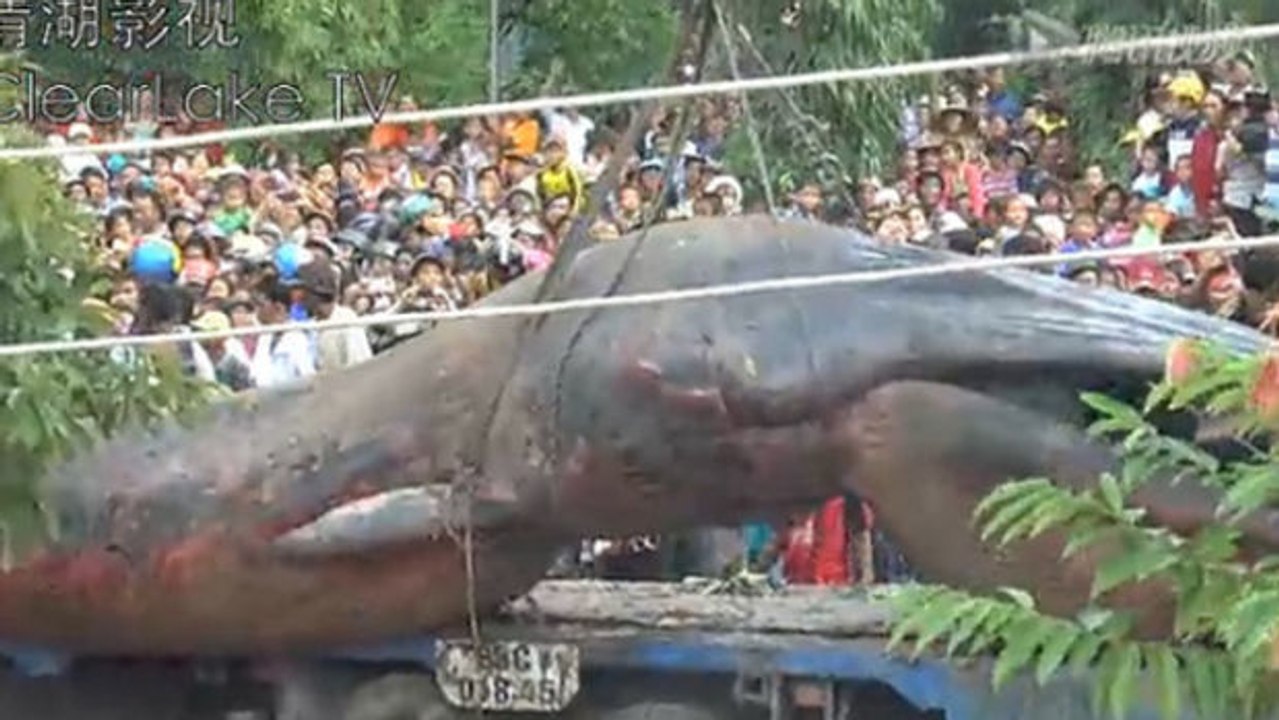 Gigantisches Meerestier in Vietnam entdeckt!