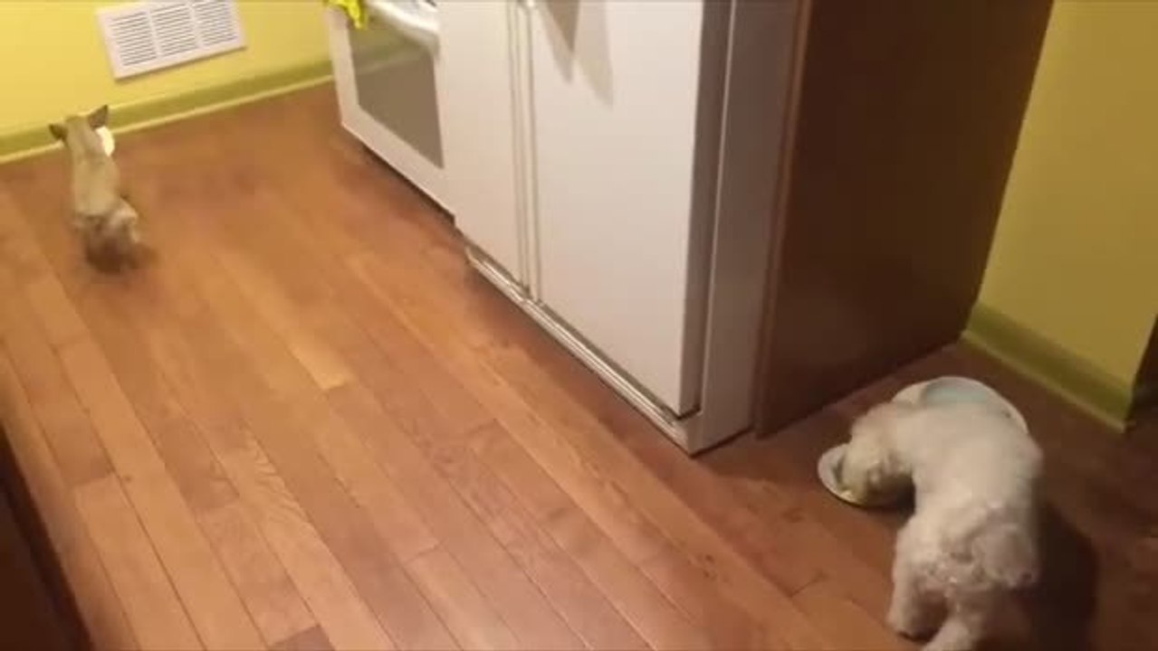 Dieser adoptierte Hund will nicht mehr allein essen.