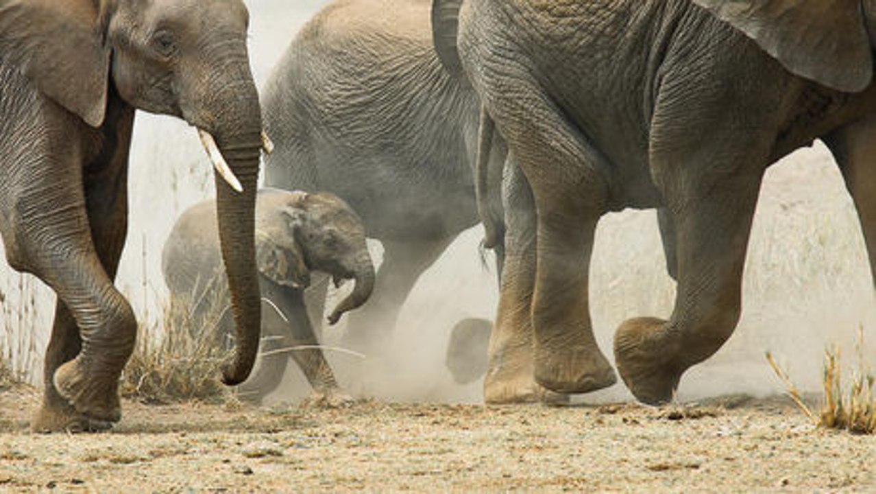 Eine Elefantenherde begrüßt einen Neugeborenes.