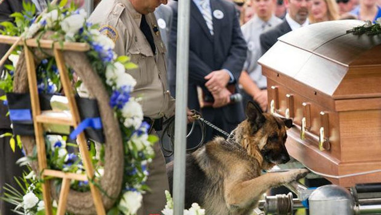 Ein Polizeihund nimmt Abschied von seinem ehemaligen Partner. Eine sehr bewegende Zeremonie.