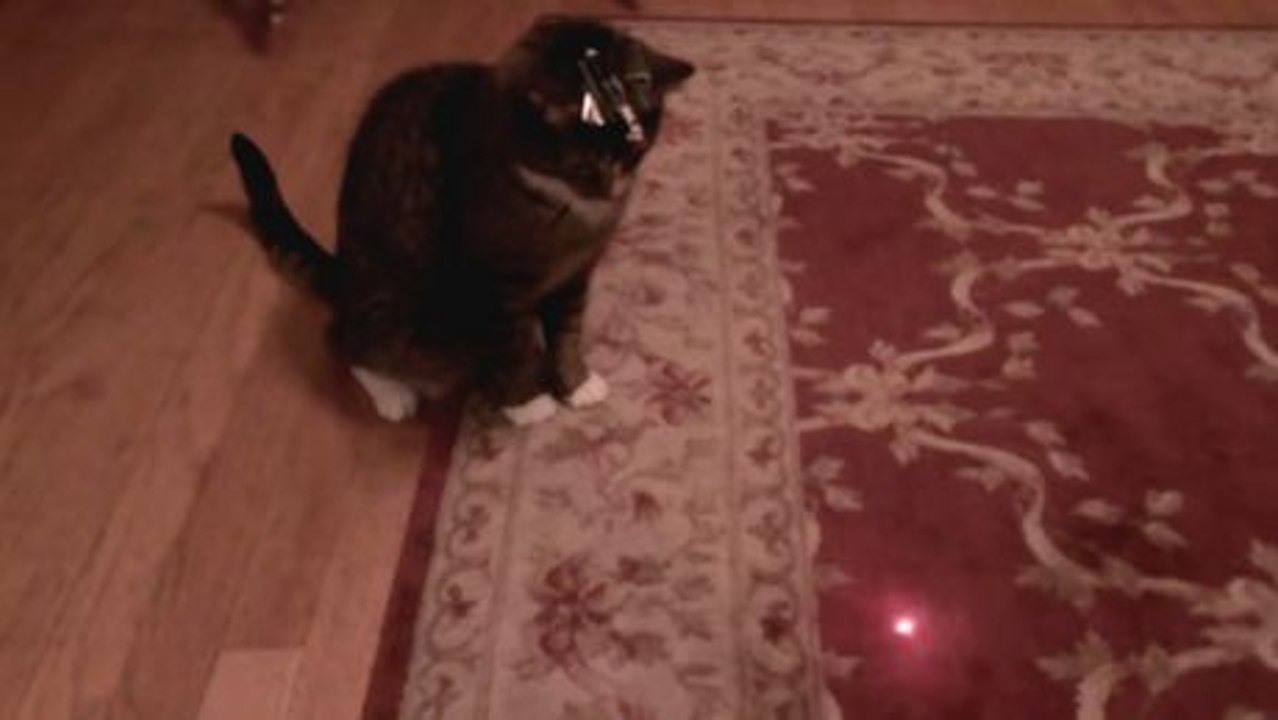 Er täuscht seine Katze, indem er einen Laser auf ihren Kopf setzt. Das ist ein urkomisches Video.