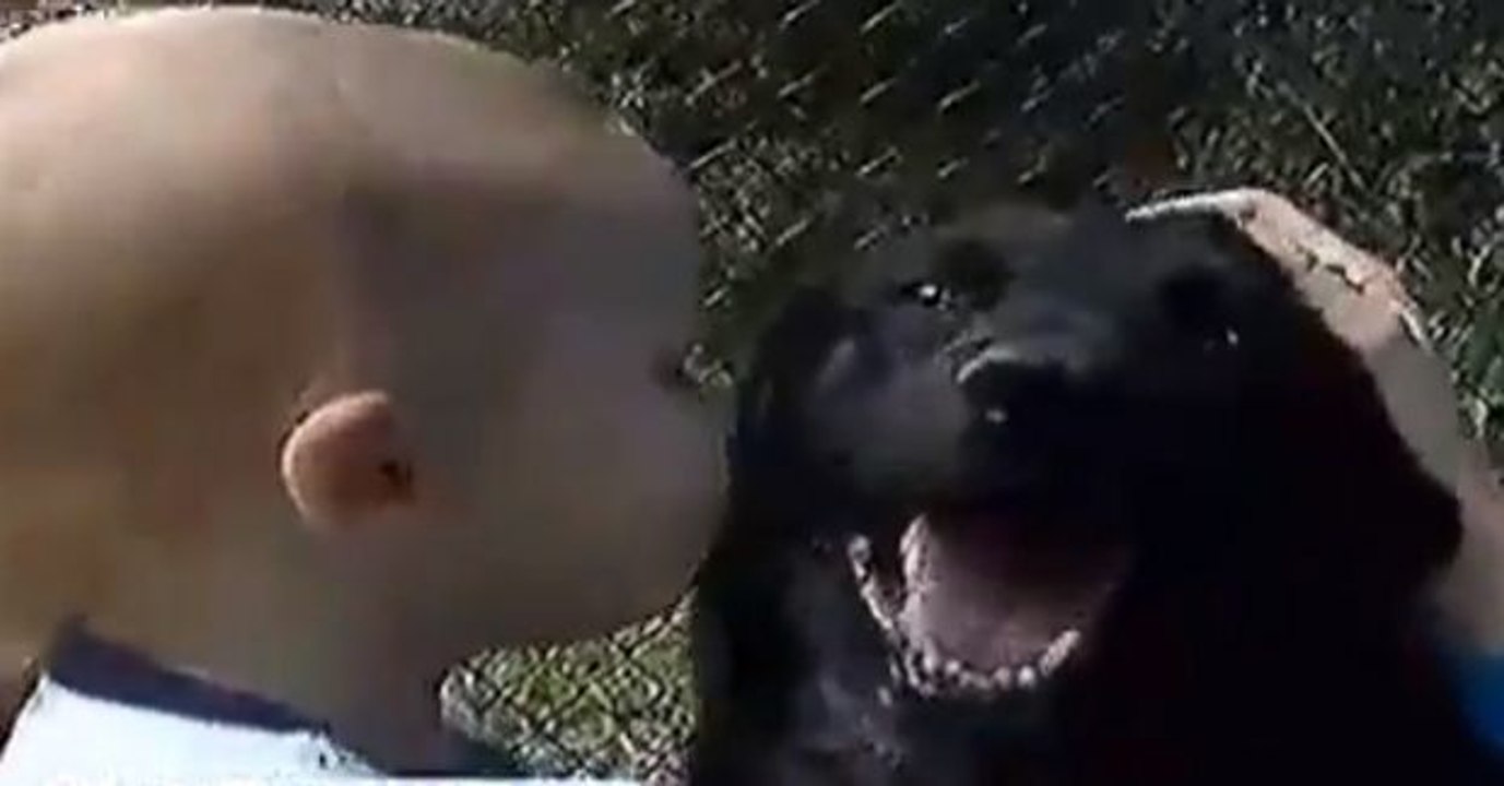 Dieser Hund ist unbeschreiblich: Ihm ist es gelungen, ein Kind aus den Fängen einer gewalttätigen Babysitterin zu retten.