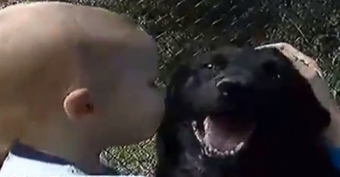 Dieser Hund ist unbeschreiblich: Ihm ist es gelungen, ein Kind aus den Fängen einer gewalttätigen Babysitterin zu retten.