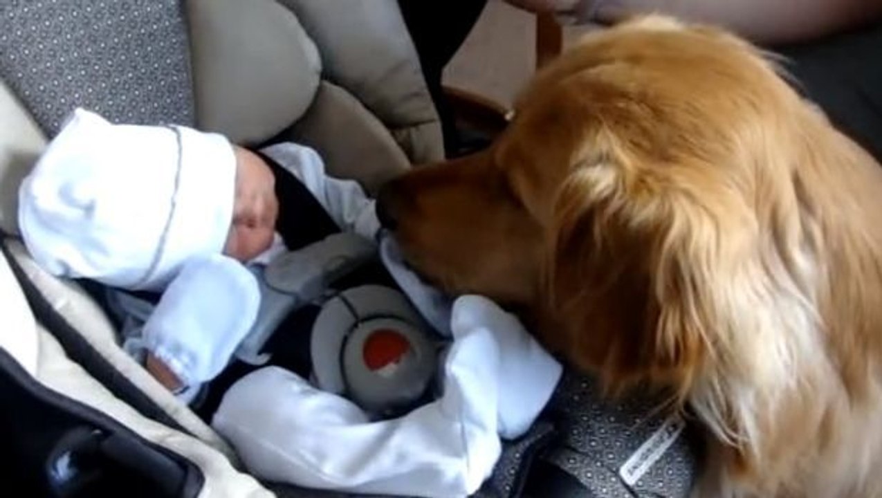 Dieser Hund sieht dieses Baby zum ersten Mal. Schauen Sie sich seine Reaktion an!