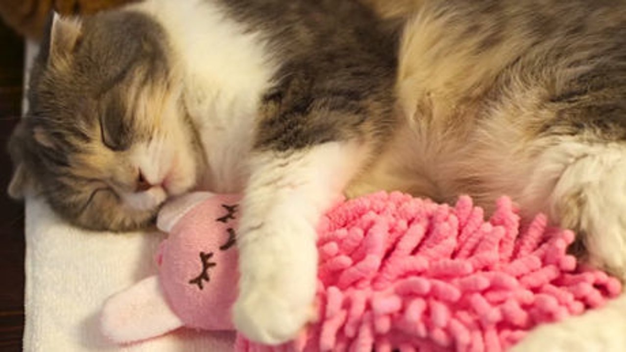 Diese Katze kann ohne ihr Kuscheltier nicht schlafen. Sie werden es niedlich finden.