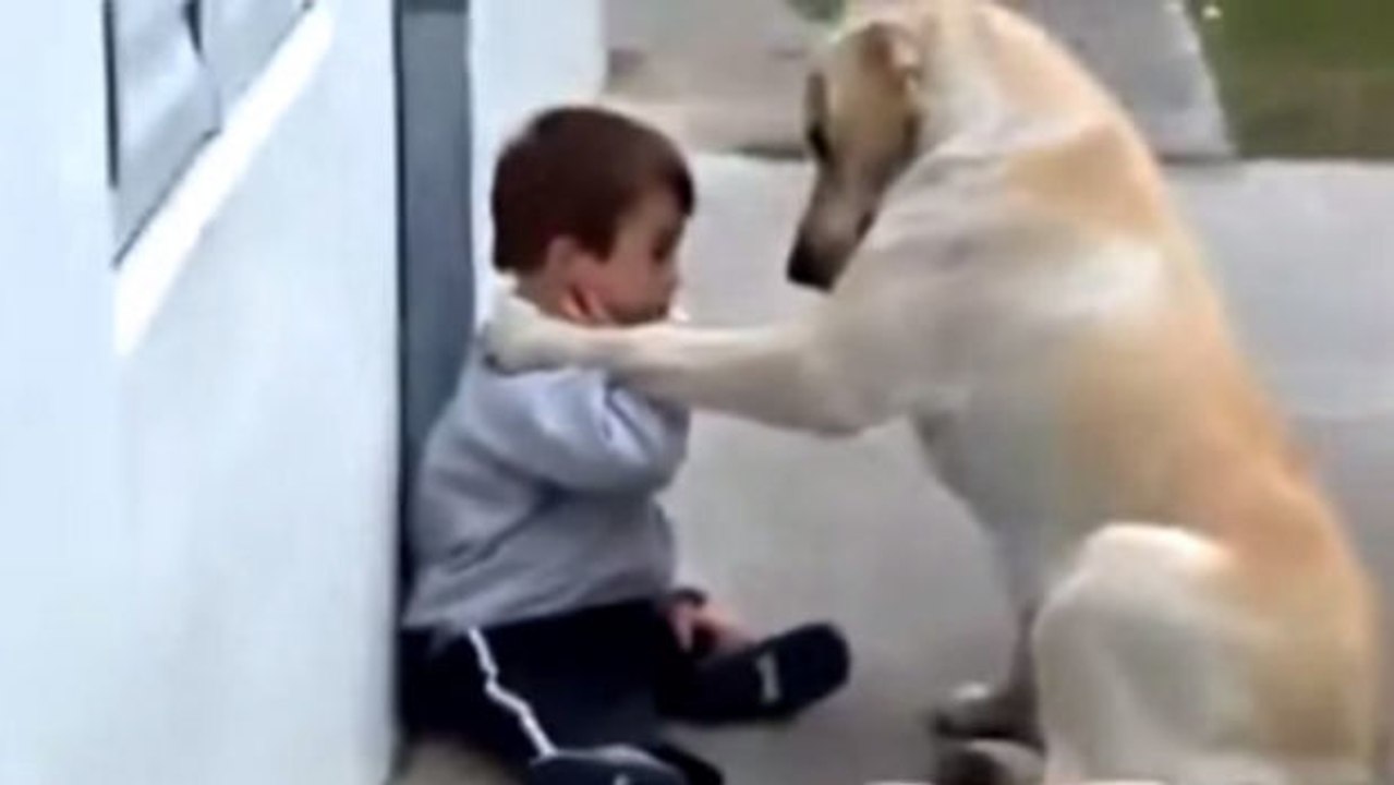 Ein Hund, der beschlossen hat, sich um ein Kind mit Down-Syndrom zu kümmern. Dies wird Ihnen nahegehen.