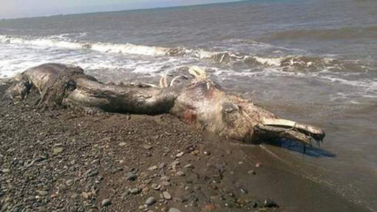 Mysteriöse Kreatur an einem Strand in Russland aufgefunden.