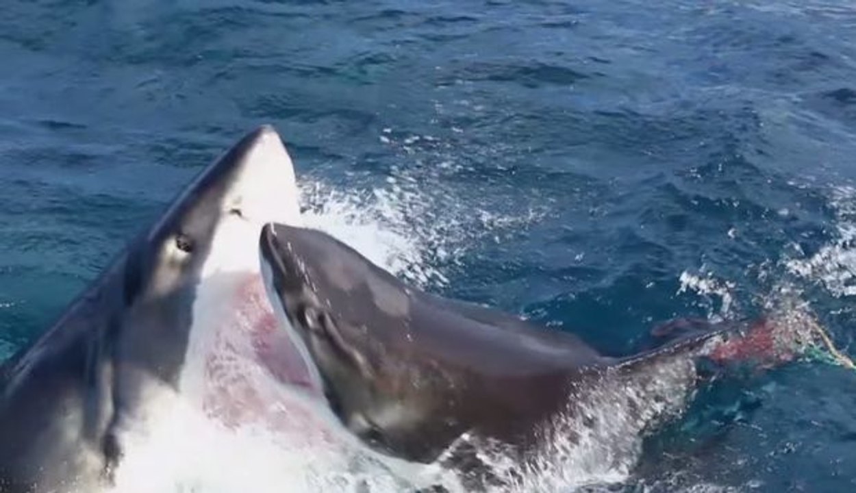 Die überwältigende Begegnung zwischen zwei weißen Haien in Australien.