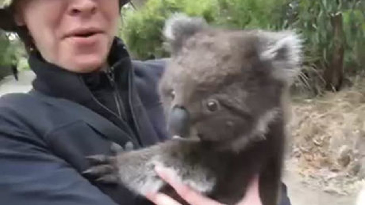 Ein Koala fordert Streicheleinheiten ein.