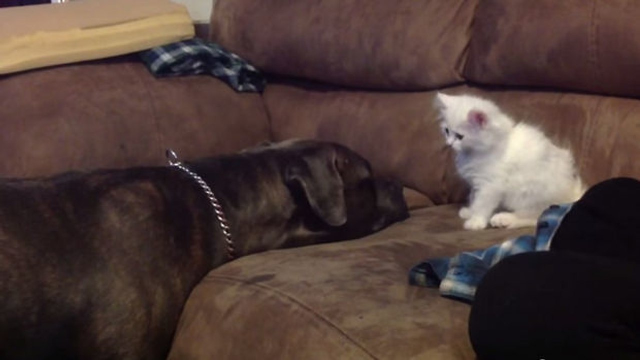 Ein Pitbull trifft zum ersten Mal auf ein Kätzchen. Seine Reaktion ist rührend.