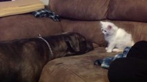 Ein Pitbull trifft zum ersten Mal auf ein Kätzchen. Seine Reaktion ist rührend.