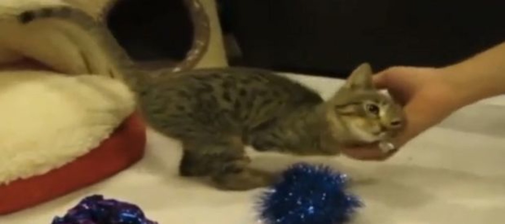 Die Geschichte dieses Kätzchens wird Ihnen nahegehen. Einfach außergewöhnlich!