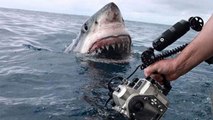 Australien: ein Kamerateam stößt plötzlich auf einen großen weißen Hai.