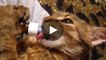 Diese Katze liebt es, ihre Milch aus einem Fläschchen zu trinken.