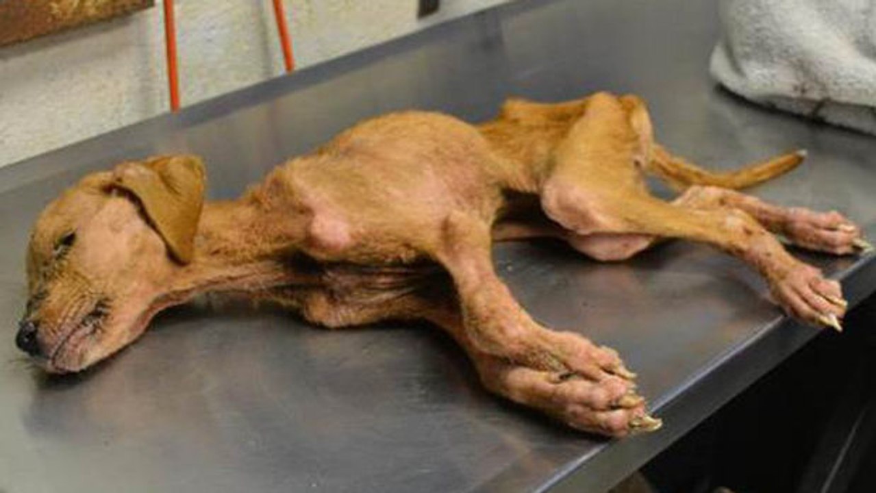 Paar rettet Hund vor grausamem Schicksal.