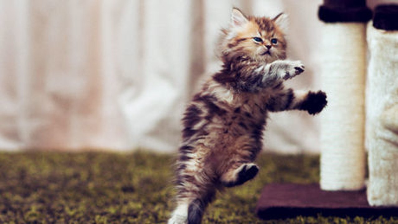 Eine lustige Zusamenstellung von tanzenden Tieren.