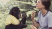 Ein Schimpanse reagiert auf die schlechte Nachricht einer Frau auf bewegende Weise.