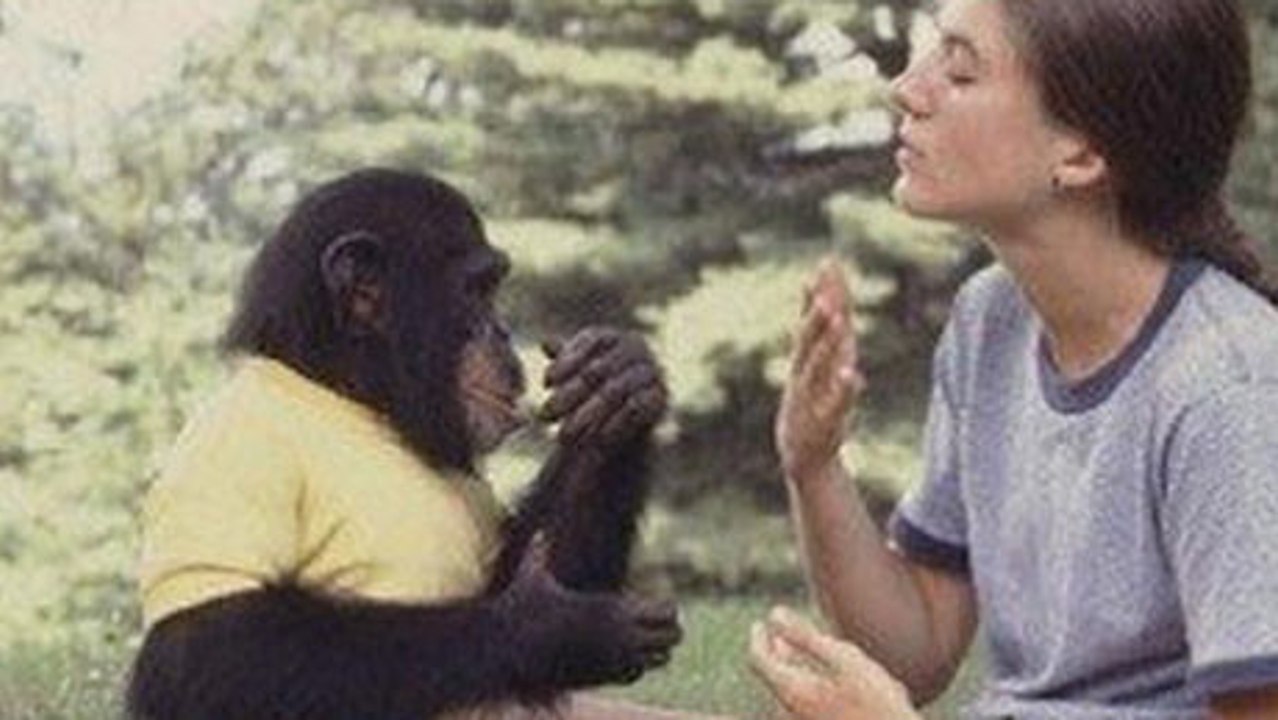 Ein Schimpanse reagiert auf die schlechte Nachricht einer Frau auf bewegende Weise.