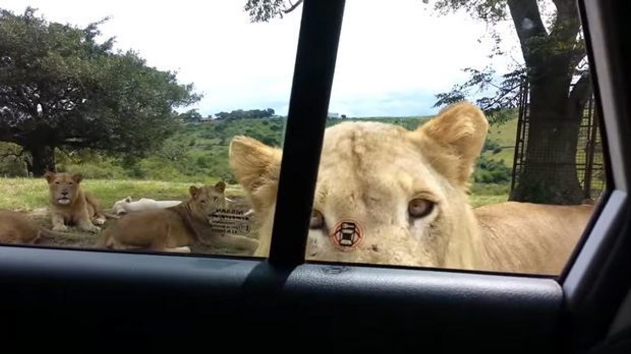 Während einer Safari erleben diese Touristen einen Schockmoment.