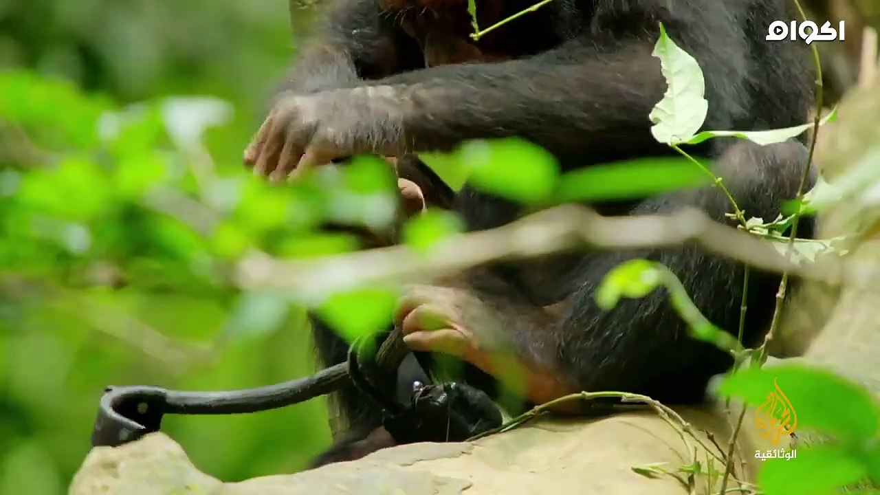 السلسلة الوثائقية بعيون الحيوانات حلقة 01