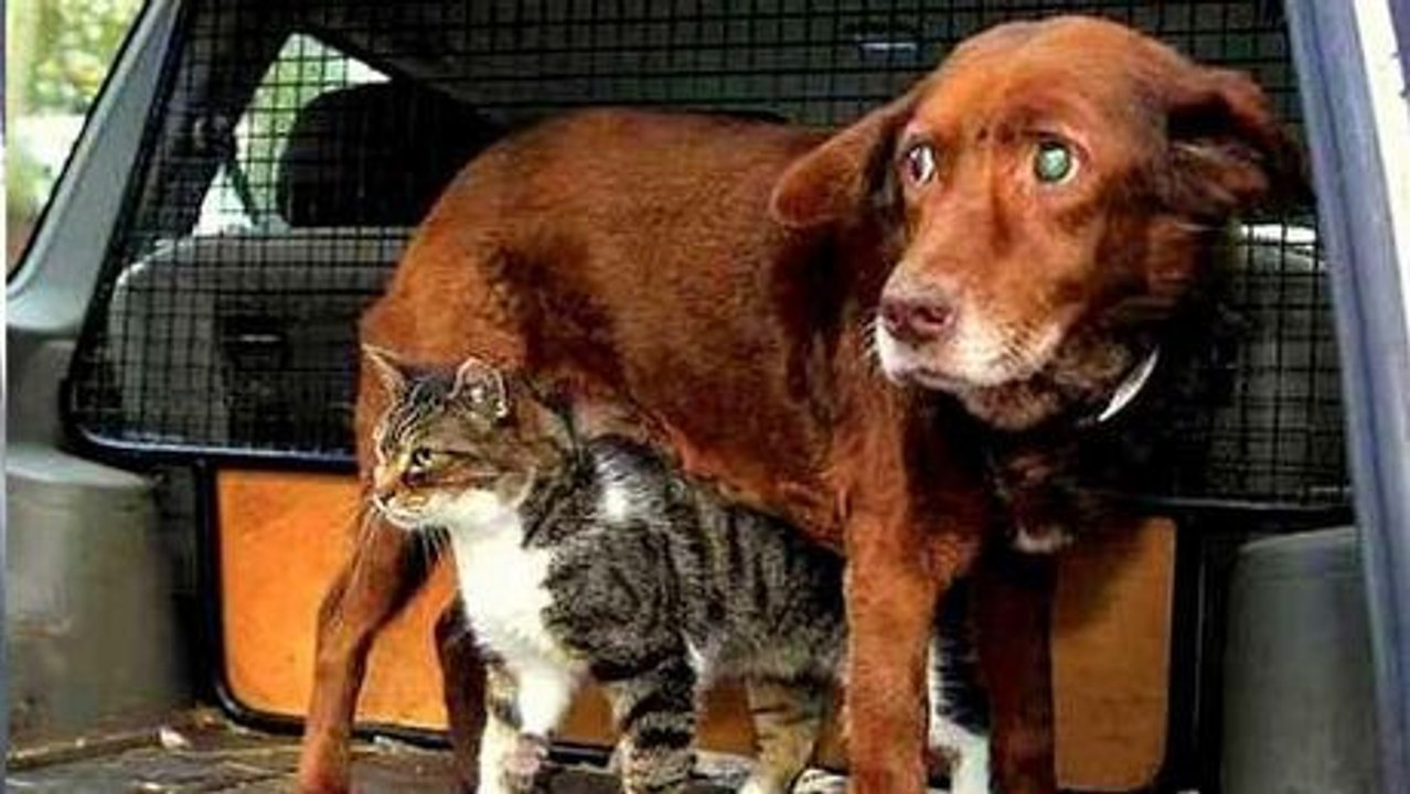 Sehen Sie sich die Freundschaft zwischen einer Straßenkatze und einem blinden und tauben Hund an. Sie werden gerührt sein.