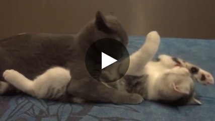 Diese beiden Katzen kümmern sich umeinander.