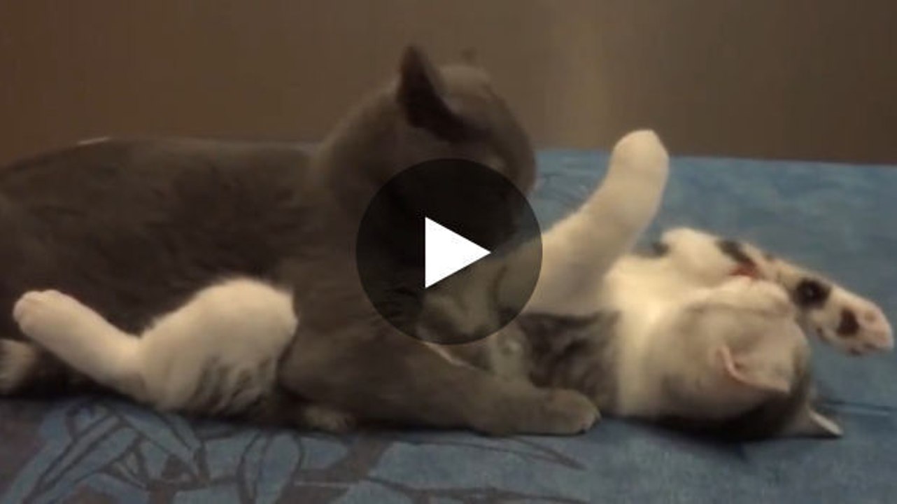 Diese beiden Katzen kümmern sich umeinander.