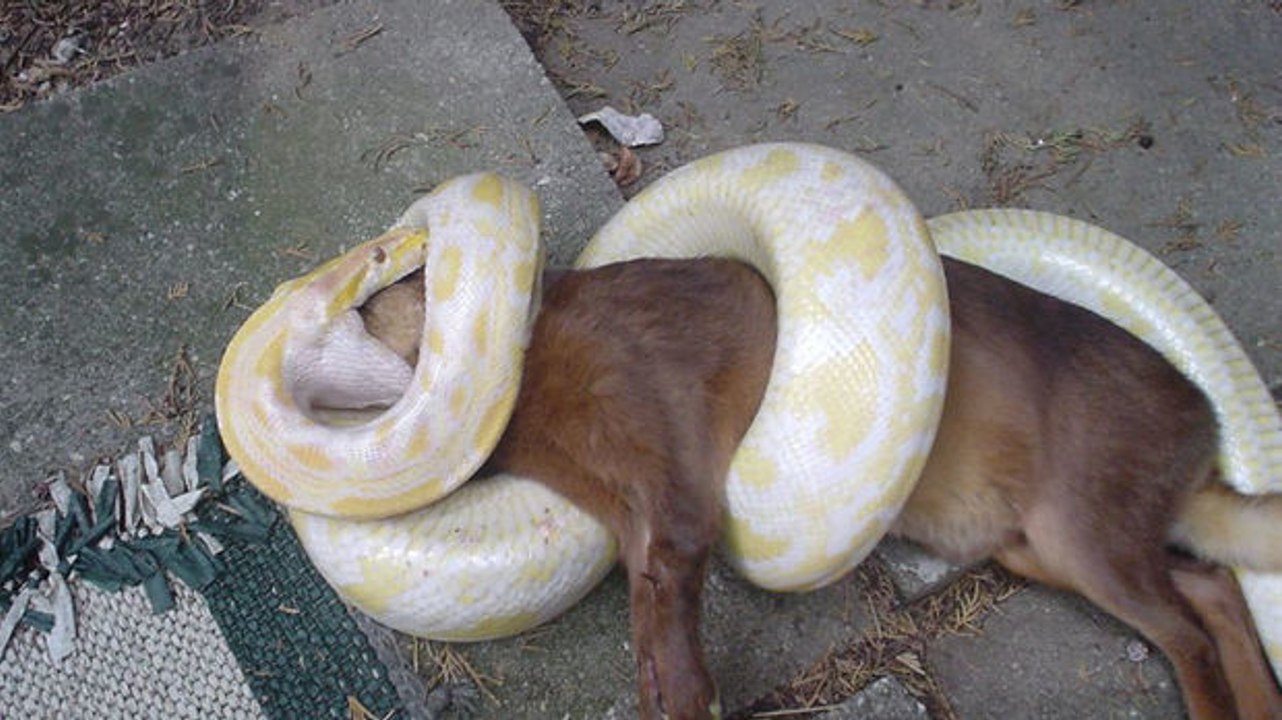 Im Würgegriff dieser Pythonschlange war dieser Hund drauf und dran zu sterben. Doch seine Herrchen haben all ihren Mut zusammengenommen...