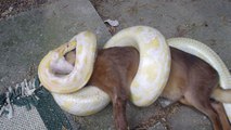 Im Würgegriff dieser Pythonschlange war dieser Hund drauf und dran zu sterben. Doch seine Herrchen haben all ihren Mut zusammengenommen...