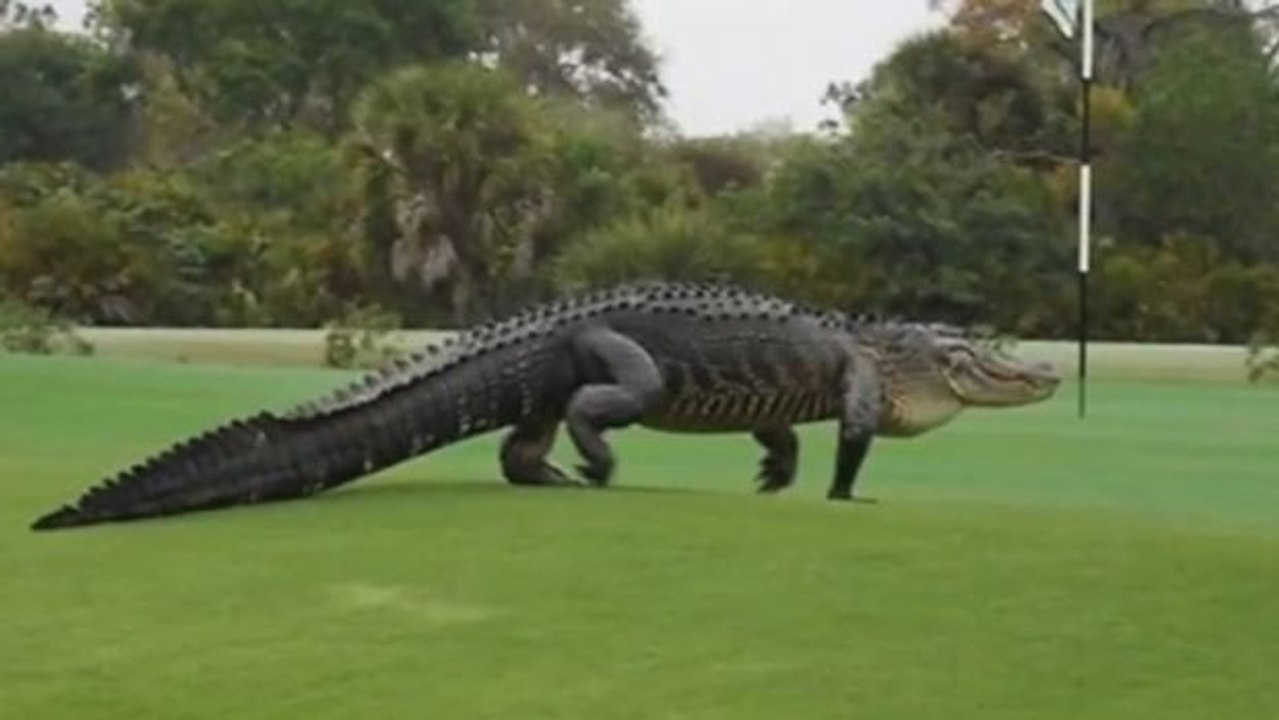 Alligator auf Golfplatz in Florida unterwegs!
