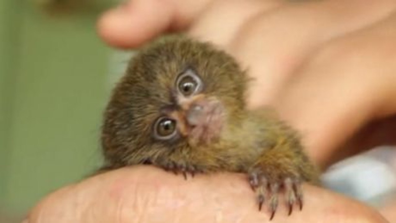 Dieser kleine marmoset liebt es, wenn man sich um ihn kümmert. er wird sie zum schmelzen bringen.