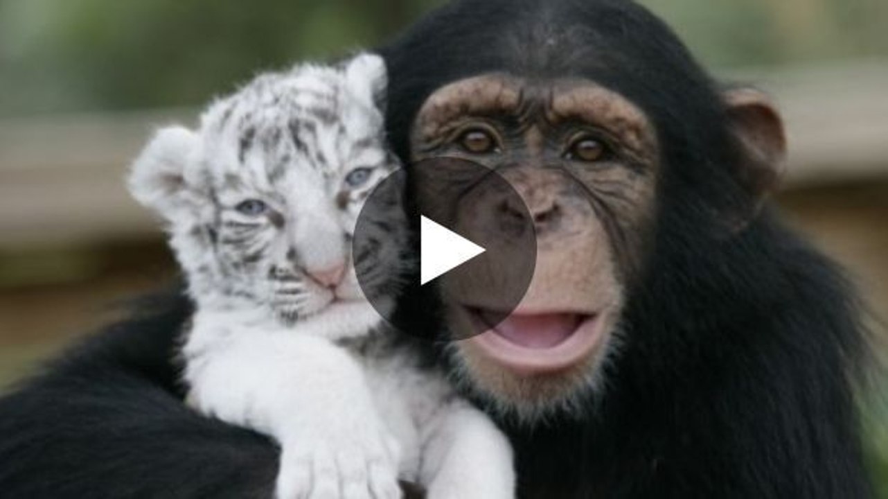 Die bewegende reaktion eines schimpansen gegenüber tiger- und wolfjungen.