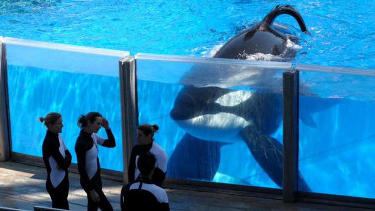 Mit seinen 103 Jahren könnte der Orka Granny die Kette SeaWorld bald sehr unter Druck setzen.