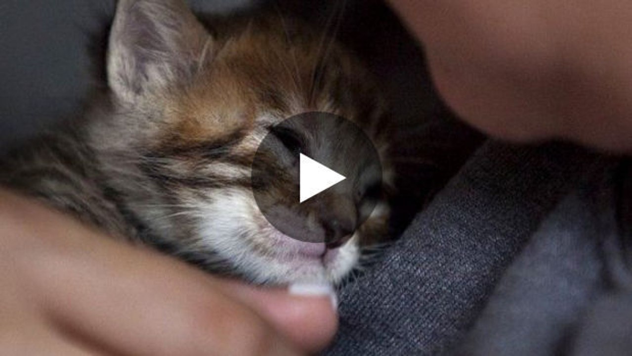 Dieser Mann hat die verschmusteste Katze überhaupt!