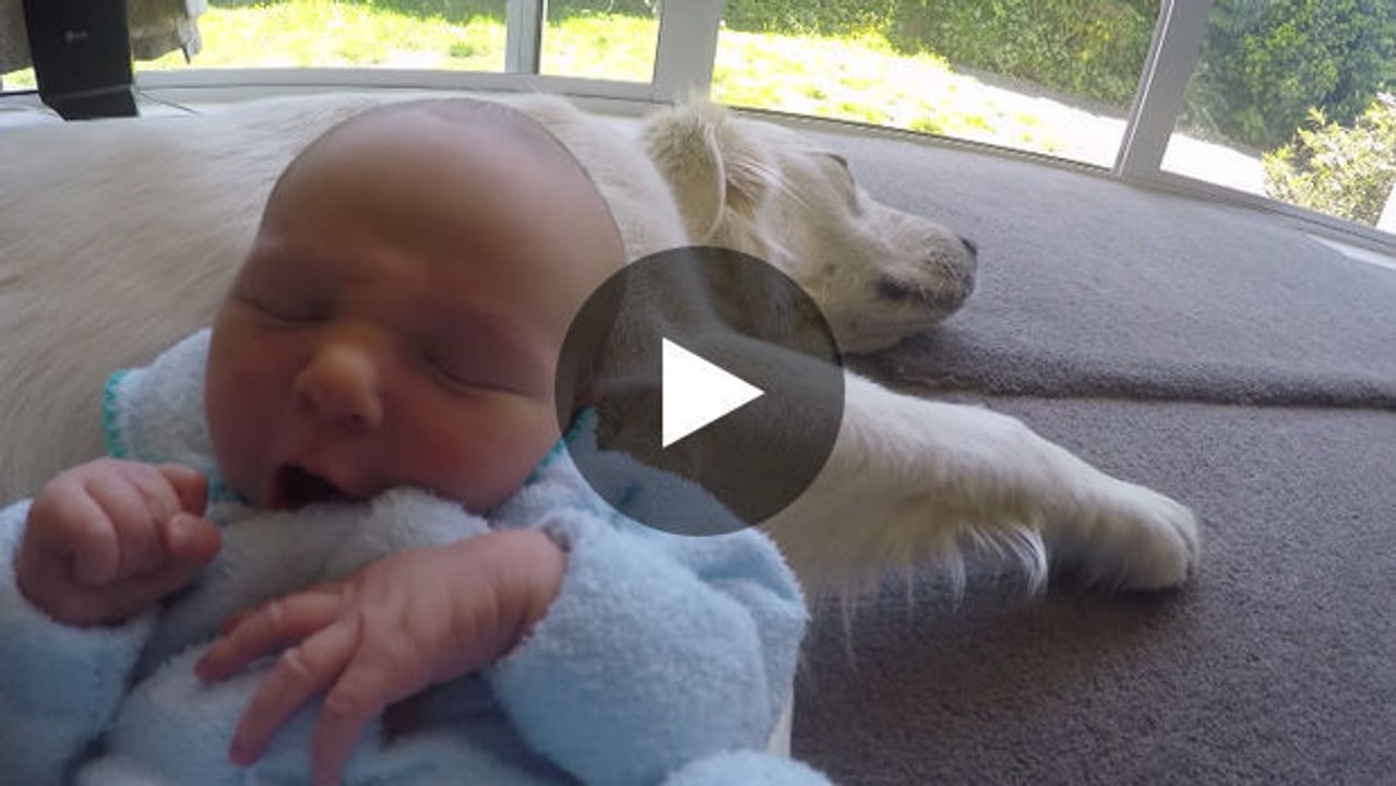 Ein Hund trifft zum ersten Mal auf diesen Säugling.