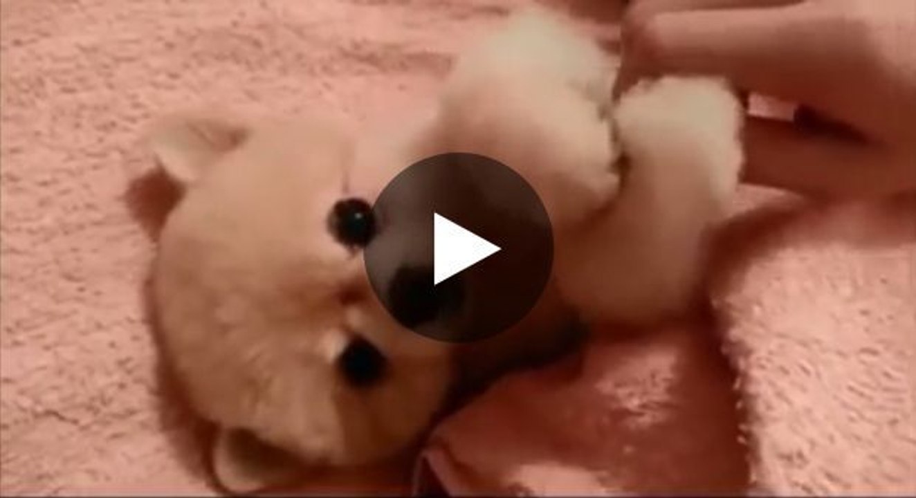 Dieser kleine, in eine Decke eingewickelte Welpe will gestreichelt werden. Sie werden dahinschmelzen!