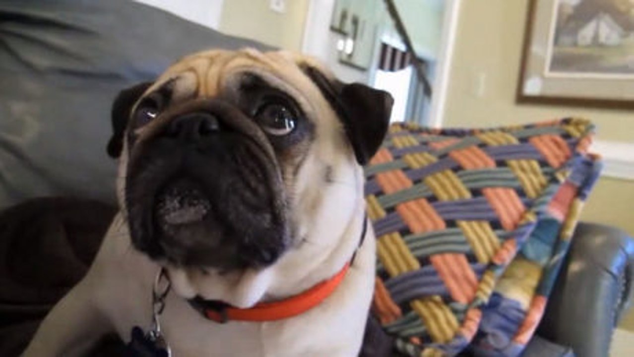 Dieser Hund war nicht ganz brav. Er fühlt sich wirklich schuldig.