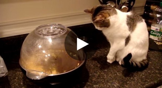Diese Katze reagiert sehr lustig beim Anblick einer Popcorn-Maschine.