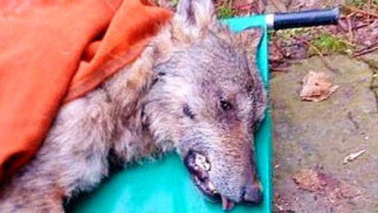 Diese Männer tun alles, um einen Wolf zu retten, der an Hypothermie leidet.