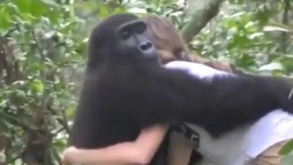 Download Video: Dieses Mädchen und dieser Gorilla haben sich seit Jahren nicht gesehen. Das Wiedersehen ist rührend.