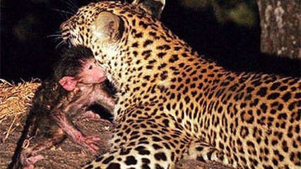 Ein Leopard pflegt das Baby des Pavians, den er gerade gejagt hat.