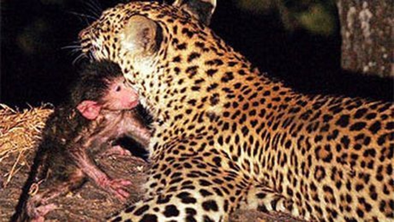 Ein leopard pflegt das baby des pavians, den er gerade gejagt hat.