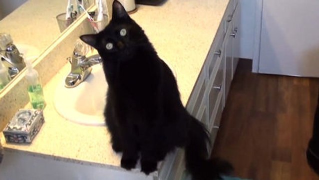 Wenn sie sich das Haus angucken, sehen Katzen nicht die gleichen Sachen wir wir. Das ist urkomisch.