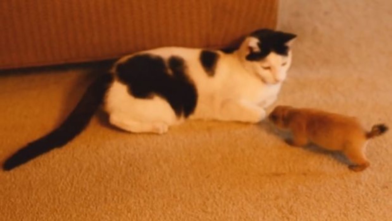 Diese Katze und dieser Präriehund leben unter einem Dach