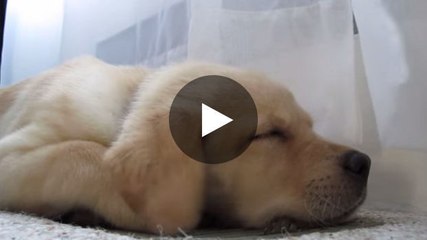 Dieser Hund liebt es, an außergewöhnlichen Orten zu schlafen. Sehen Sie selbst!