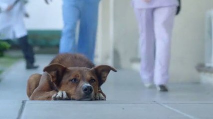 下载视频: Ein Hund folgt seinem Herrchen bis zum Krankenhaus. Der Grund ist bewegend.