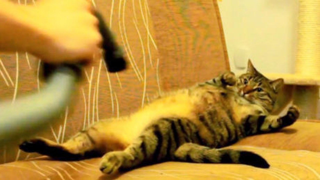 Diese Katze ist die einzige, die den Staubsauger mag. Sie werden staunen!