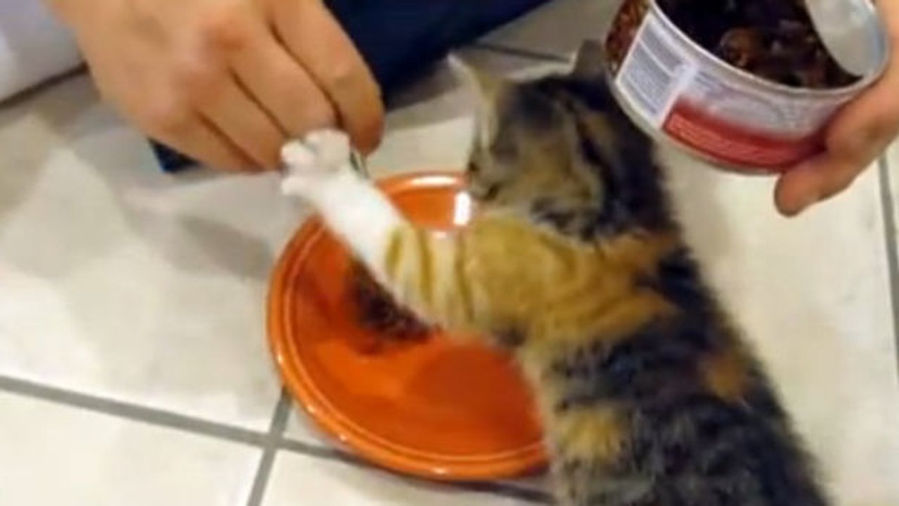 Dieses Katzenjunge will sein Fressen nicht teilen.