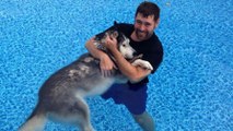 Dieser Mann hat seinen Husky gerettet, indem er ihn mit in den Pool nimmt.