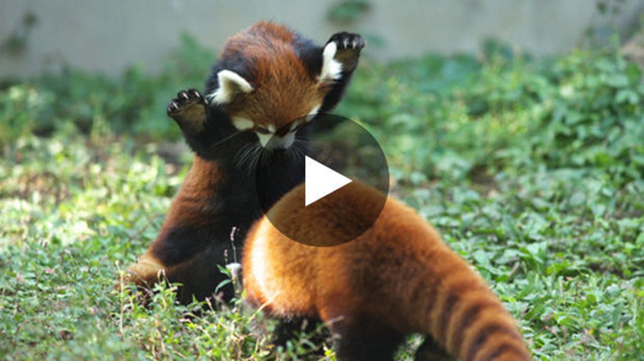 Die süßeste panda-attacke schlechthin.